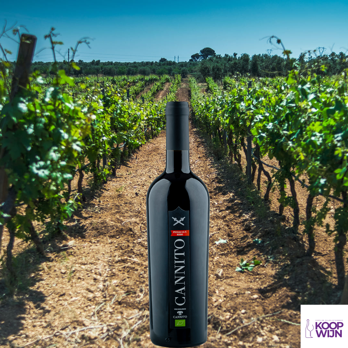 Cannito Rosso Organic