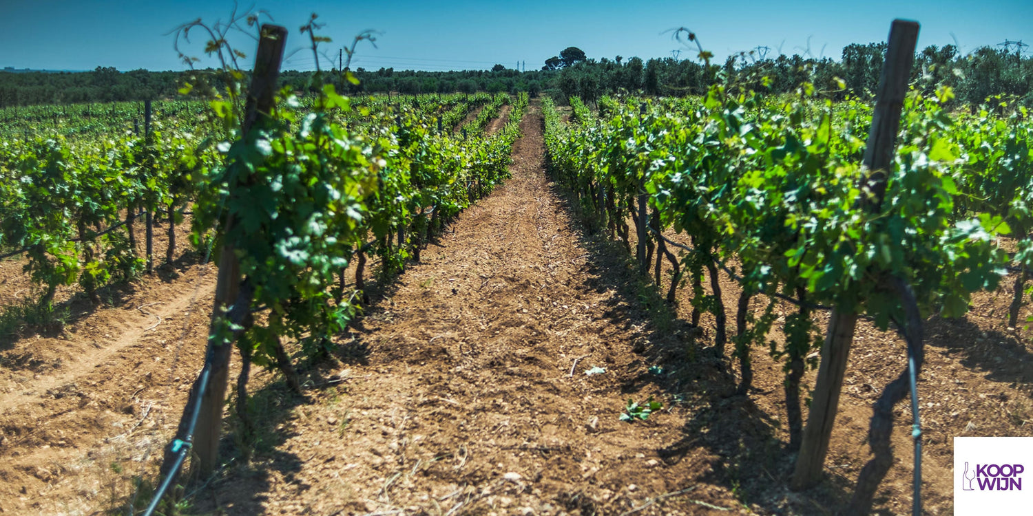 TEMPRANILLO