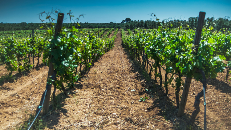 Verdejo